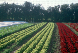 Production de salades en Basse Normandie